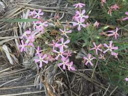 Image of cold-desert phlox