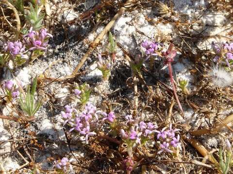 Image of Lobelia sonderiana (Kuntze) Lammers