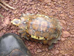 Image of Common Tortoise