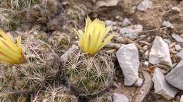 Image of Coryphantha neglecta L. Bremer