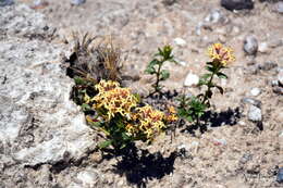 Image of Glandularia araucana (Phil.) Botta