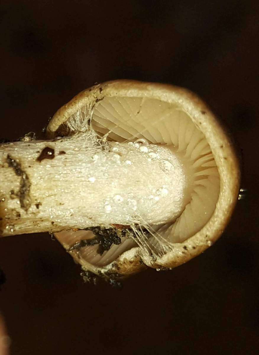 Image of Hebeloma excedens (Peck) Sacc. 1887