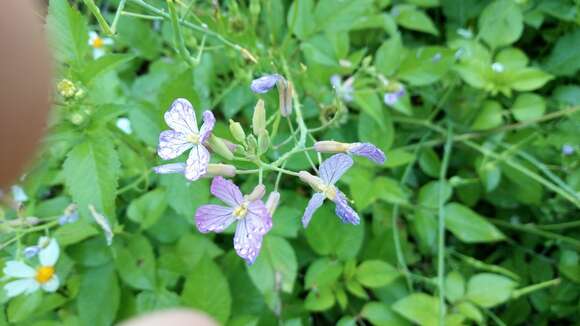 Image of Raphanus sativus var. sativus