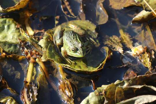 Image of Daruma Pond Frog (rana Porosa Brevipoda)