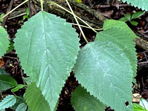 Image of Laportea peduncularis (Wedd.) Chew