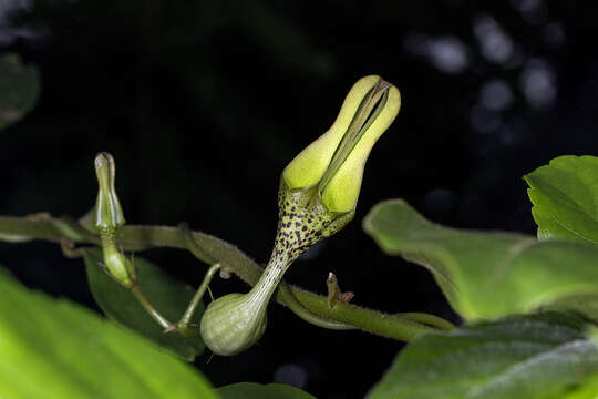 Image of Ceropegia decaisneana Wight