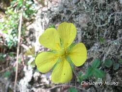 Image of Potentilla matsumurae Th. Wolf