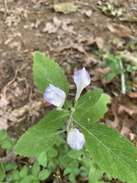 Image of largeflower skullcap