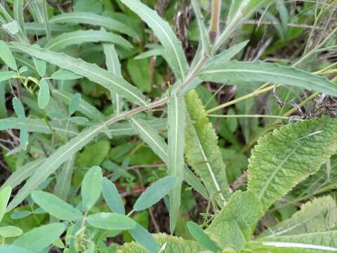 Oenothera affinis Camb. resmi