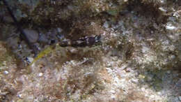 Image of Margarita blenny