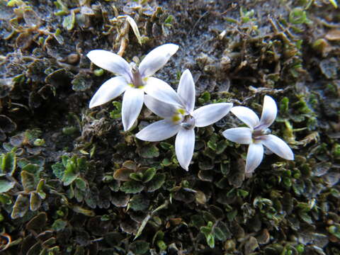 Image de Lobelia perpusilla Hook. fil.