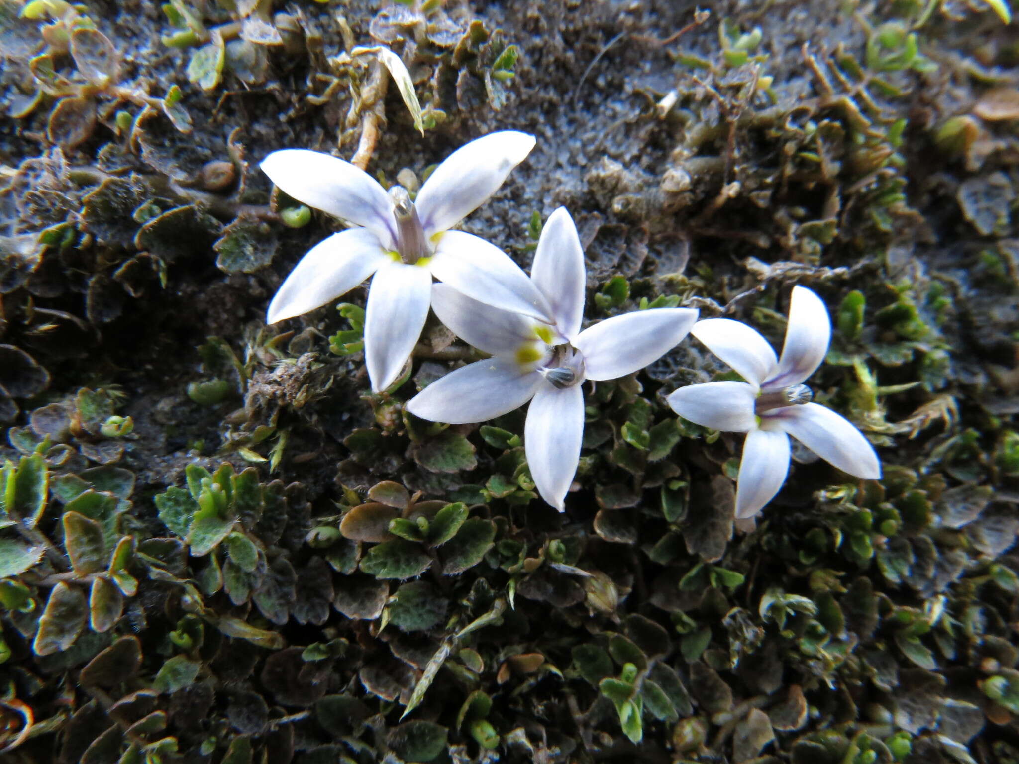 Image of Lobelia perpusilla Hook. fil.