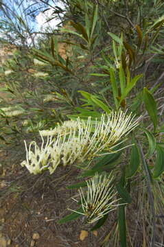 Image de Grevillea exul Lindl.