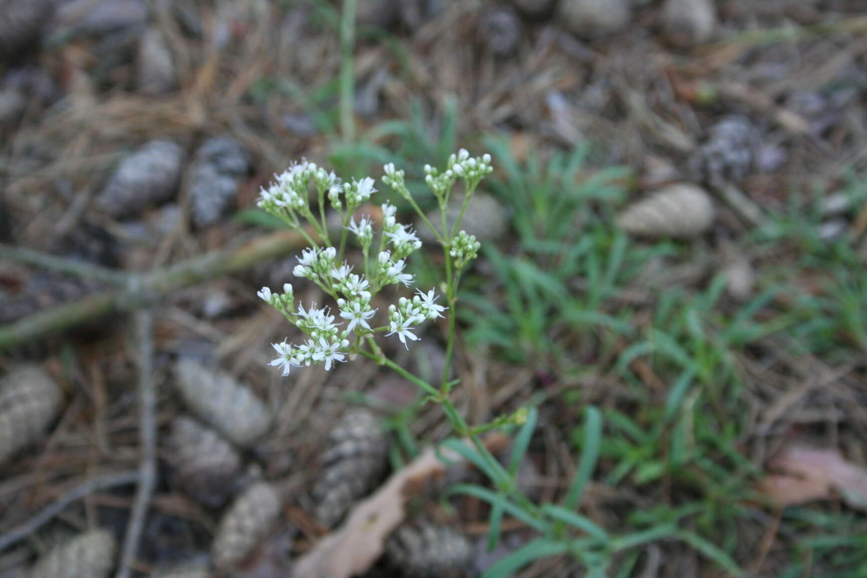 Слика од Gypsophila fastigiata L.