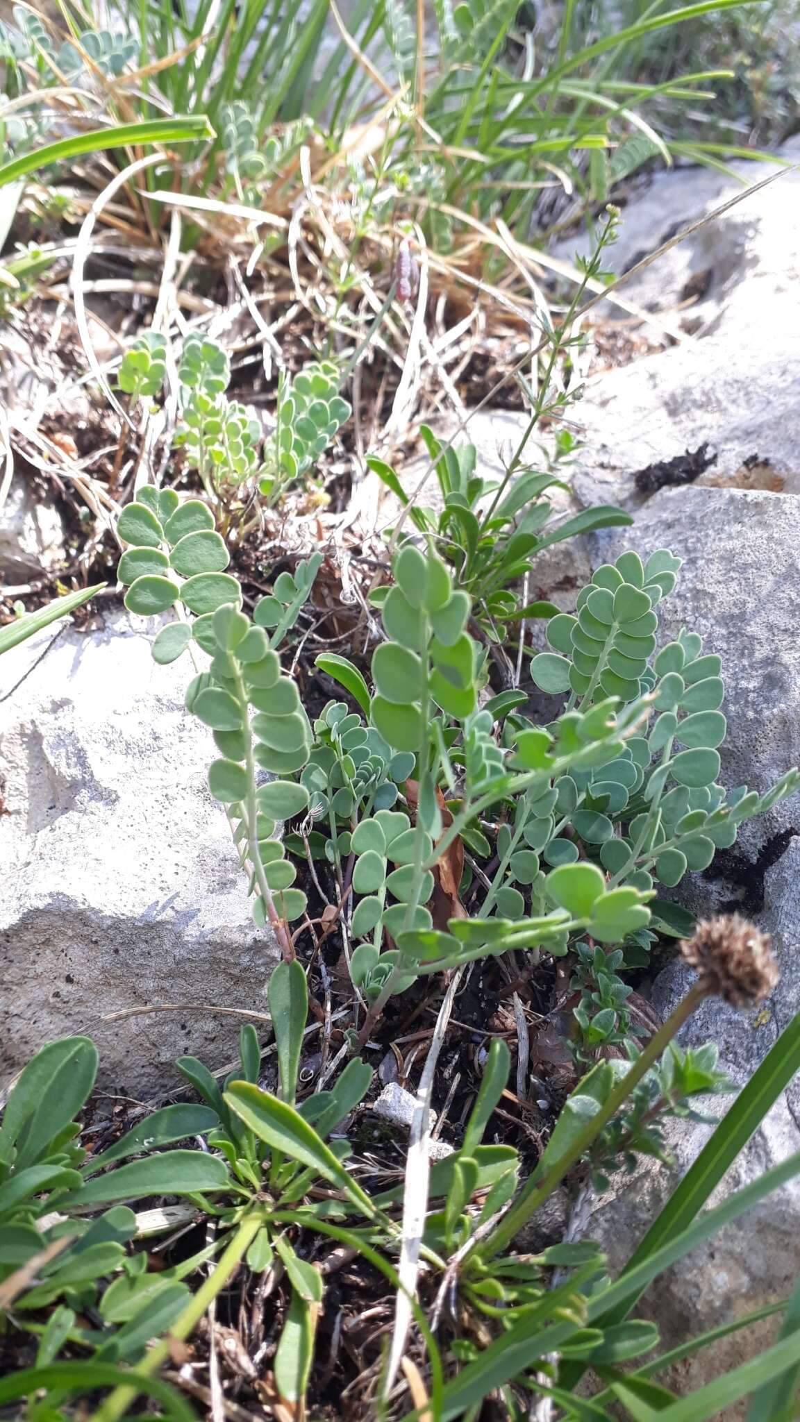 صورة Coronilla vaginalis Lam.