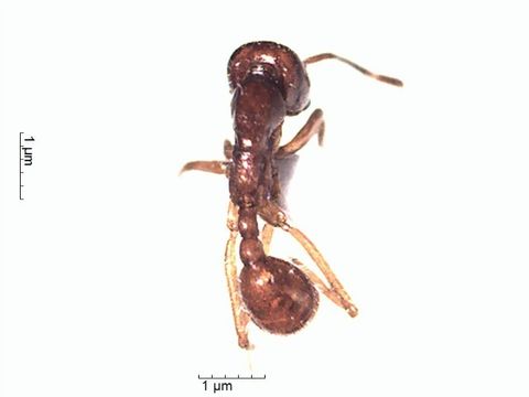 Image of <i>Labidus spininodis</i> (Emery 1890)