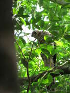 Image of Collared Forest Falcon