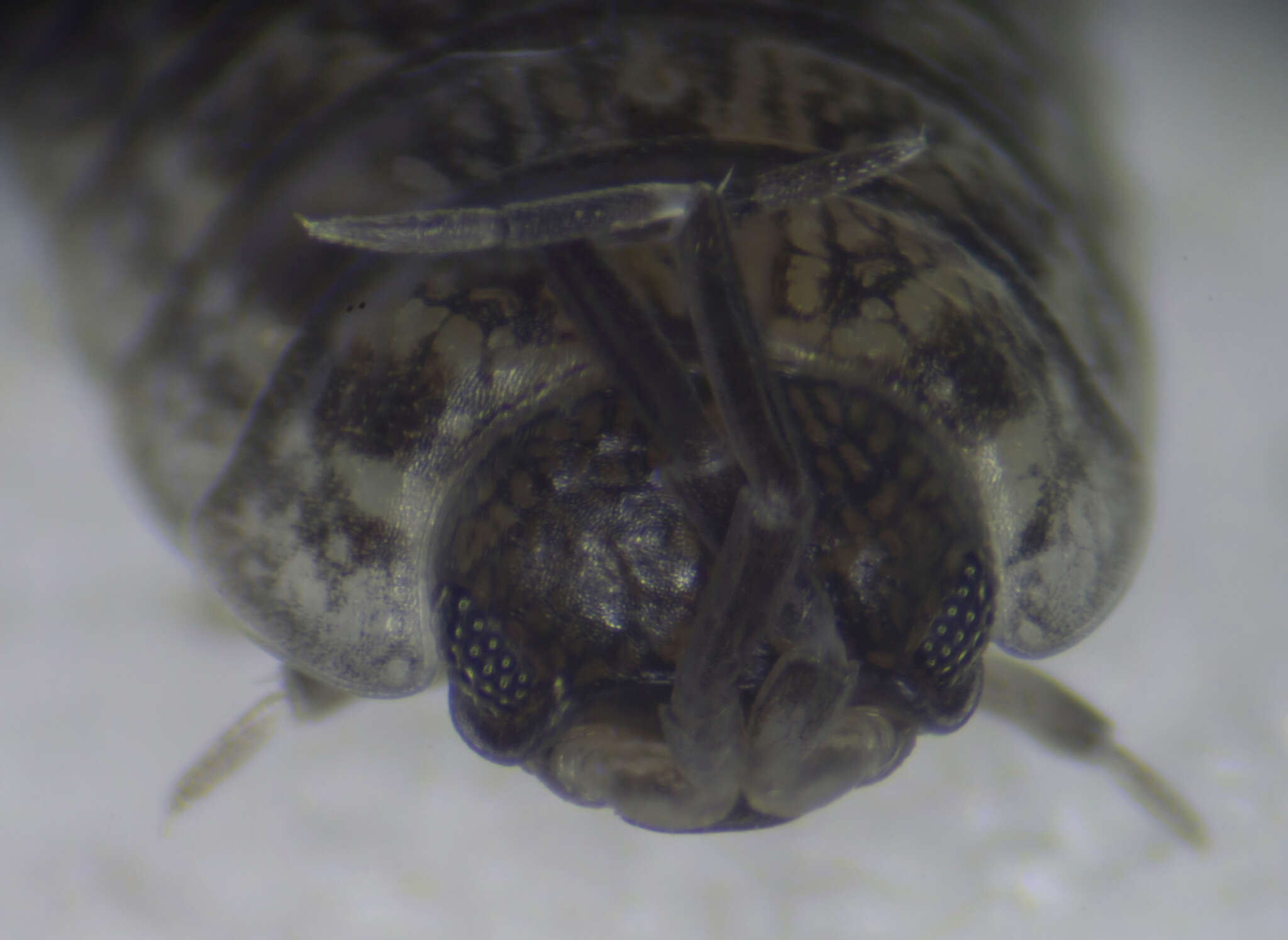 Image de Porcellio achilleionensis Verhoeff 1901