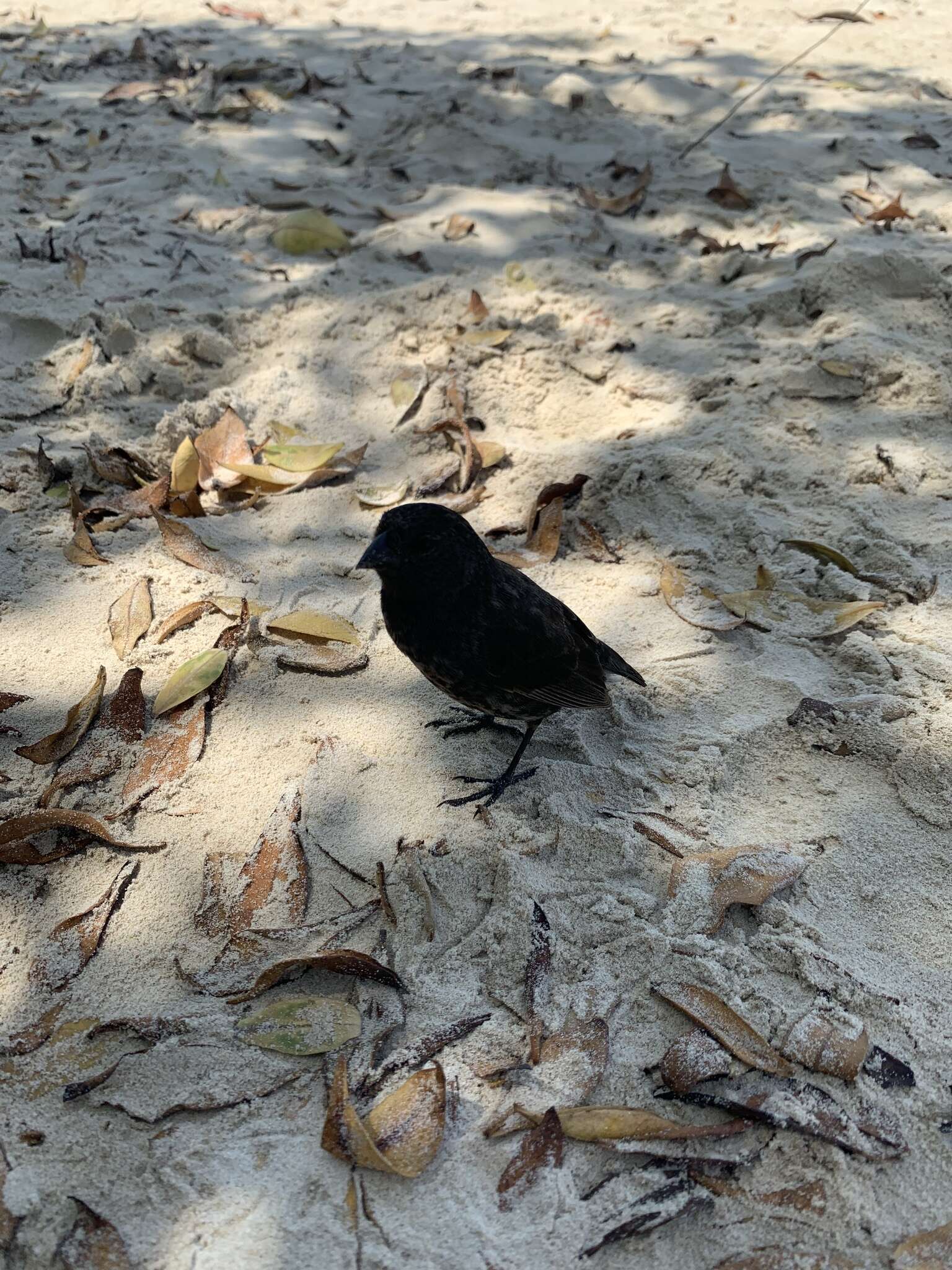 Image of Medium Ground Finch