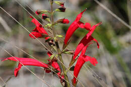 Imagem de Salvia roemeriana Scheele