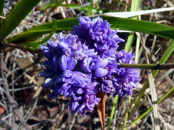 Image of Dianella congesta R. Br.