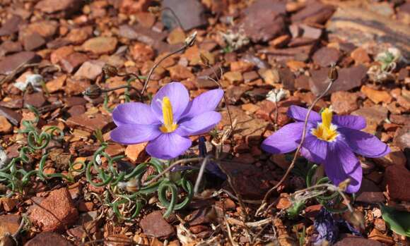 Image of Long Capecrocus
