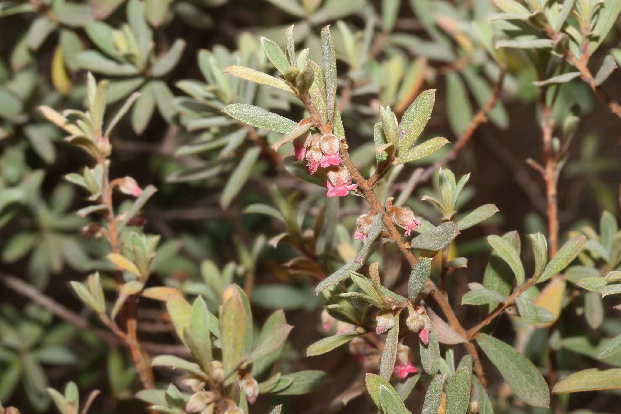 Sivun Diospyros pubescens var. rubriflora (De Winter) kuva