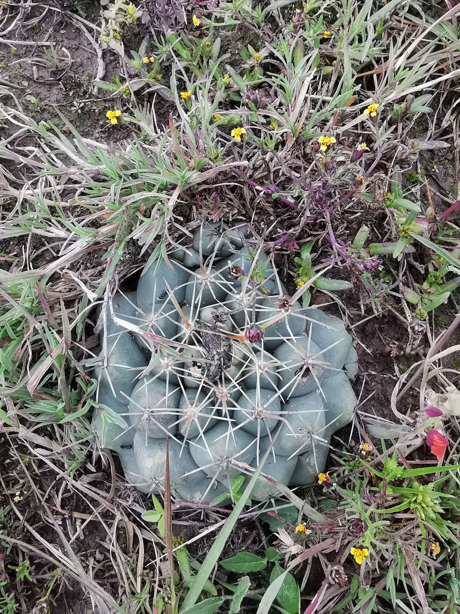 Image of Coryphantha ottonis (Pfeiff.) Lem.