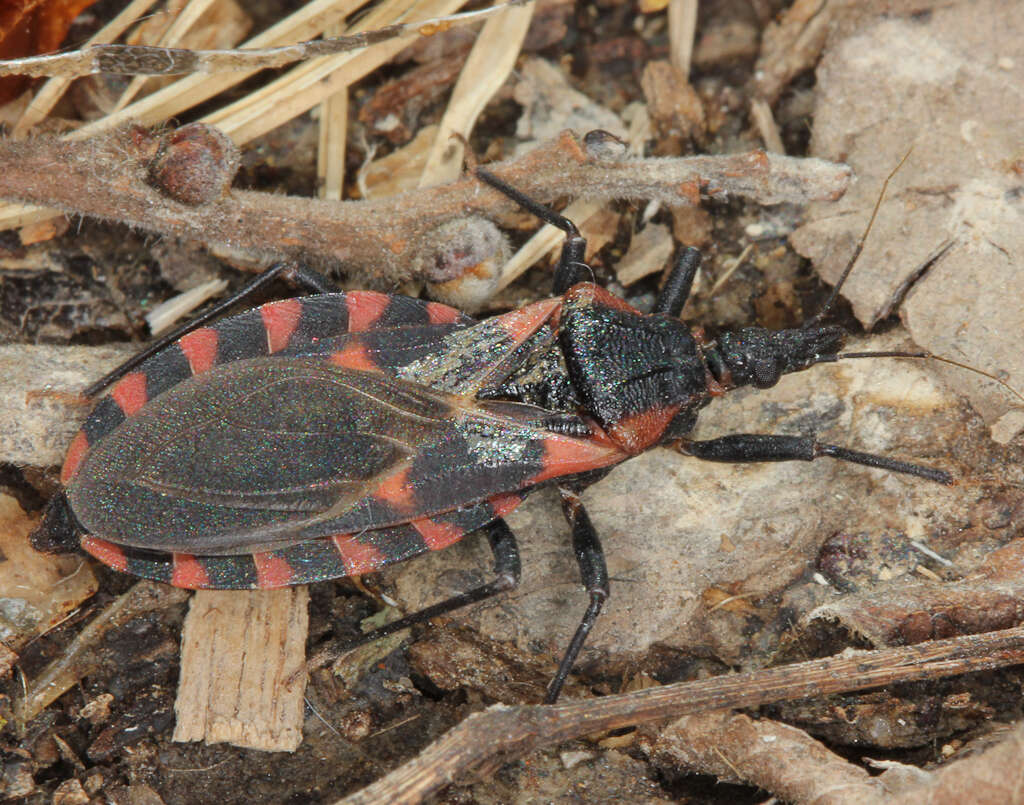 Triatoma sanguisuga (Le Conte 1856)的圖片