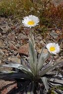 Sivun Celmisia semicordata subsp. stricta kuva