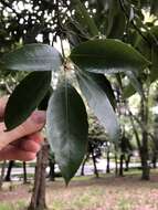 Image of bamboo-leaf oak