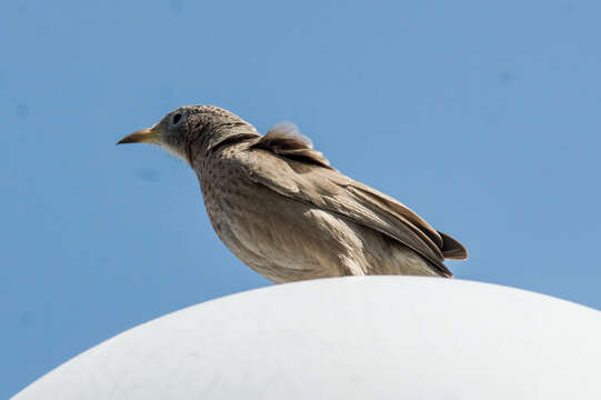 Image of Arabian Babbler