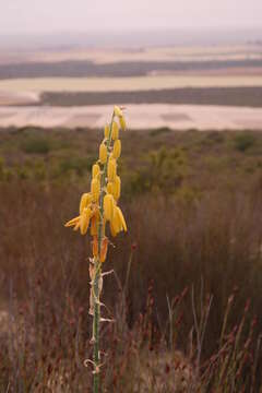 Image of Albuca clanwilliamae-gloria U. Müll.-Doblies