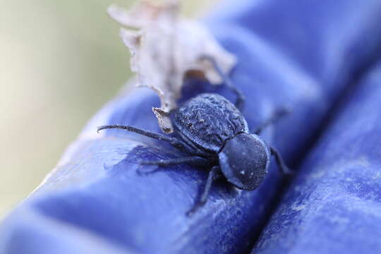 Image of Microschatia inaequalis Le Conte 1851