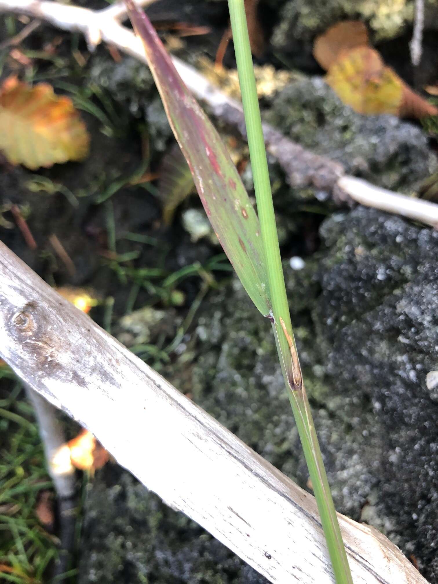 Imagem de Torreyochloa pallida var. pauciflora (J. Presl) J. I. Davis