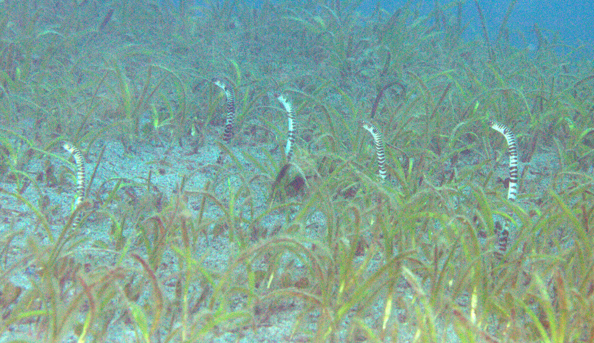 Image of Banded garden eel