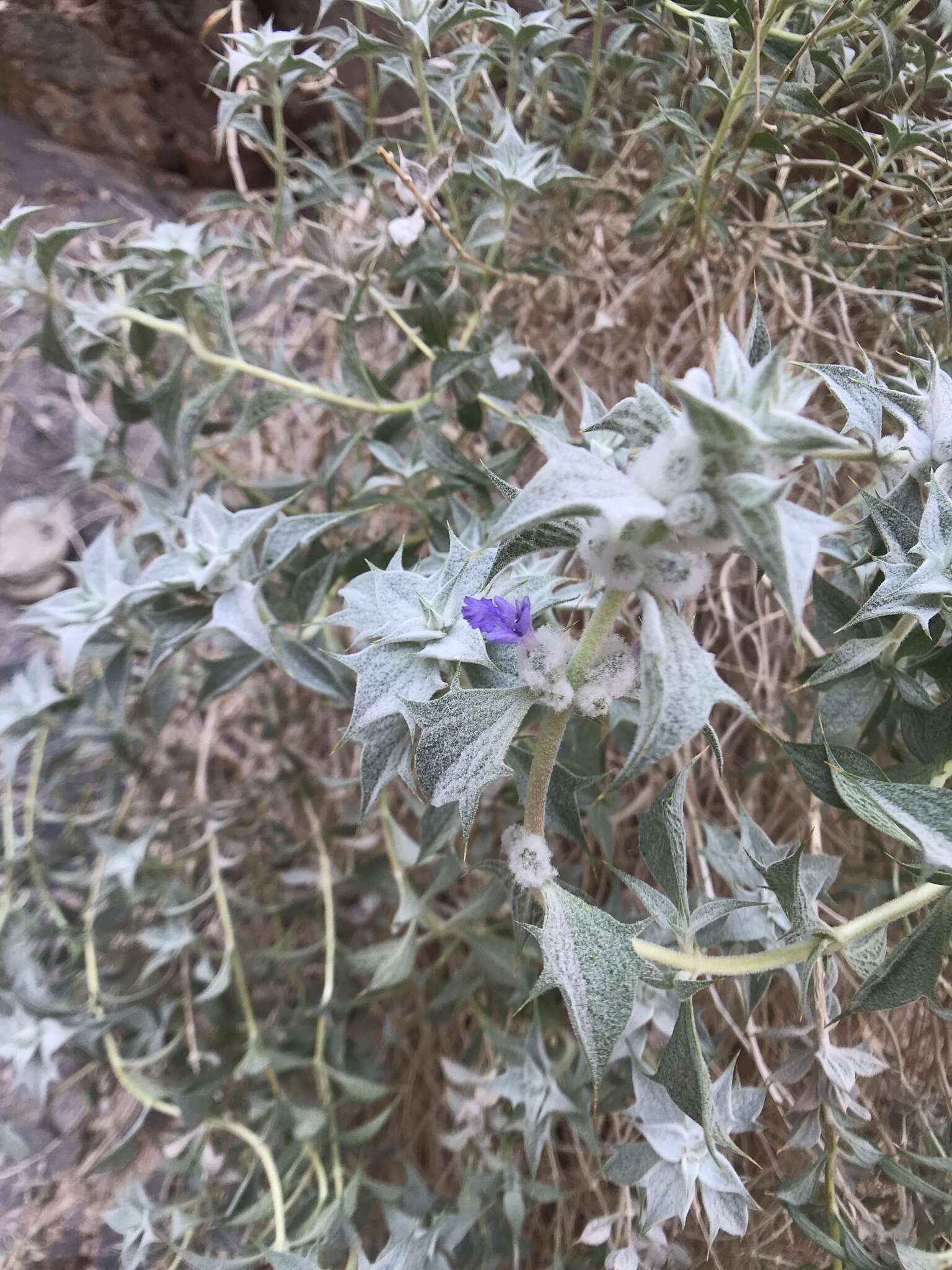 Imagem de Salvia funerea M. E. Jones