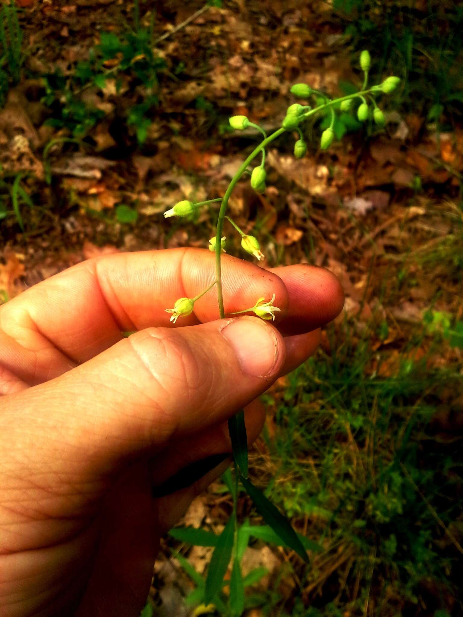 Image of Borodinia canadensis