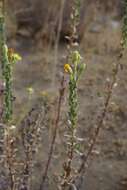 Image of sessileflower false goldenaster