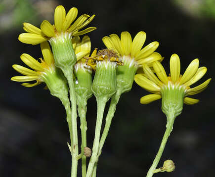 Plancia ëd Senecio nevadensis subsp. malacitanus (Huter) Greuter