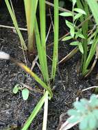 Image of Cyperus ascocapensis Bauters