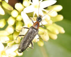 Image of False Leptura Beetle