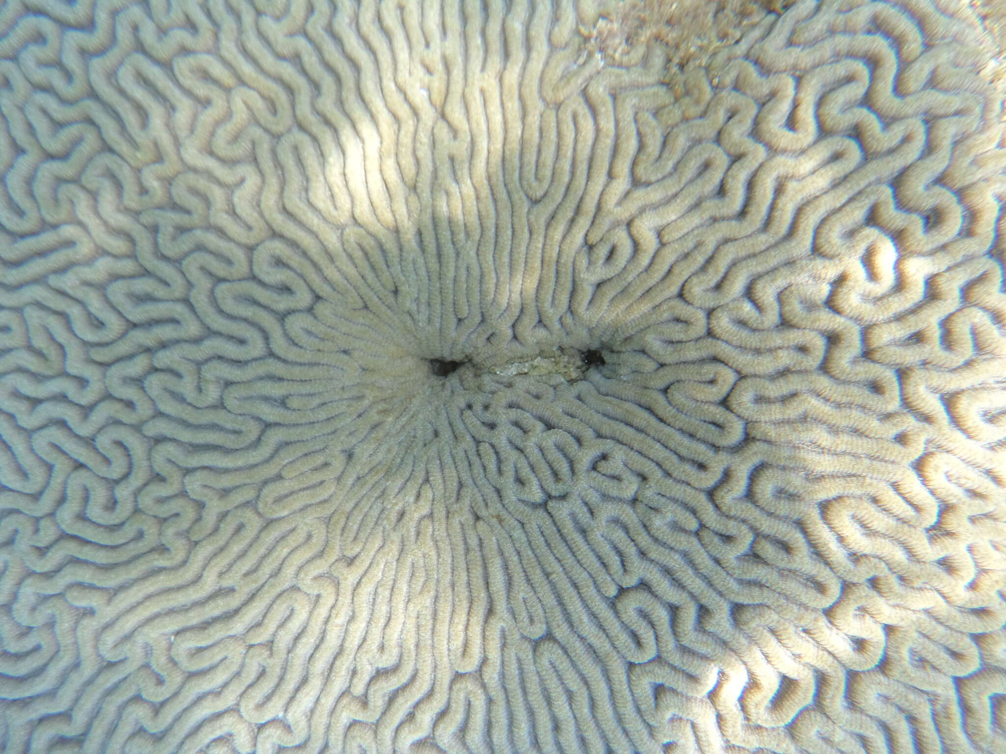 Image of Pseudodiploria Fukami, Budd & Knowlton 2012