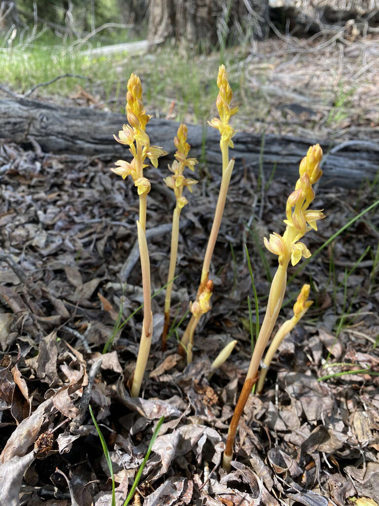 Image of Vreeland's coralroot