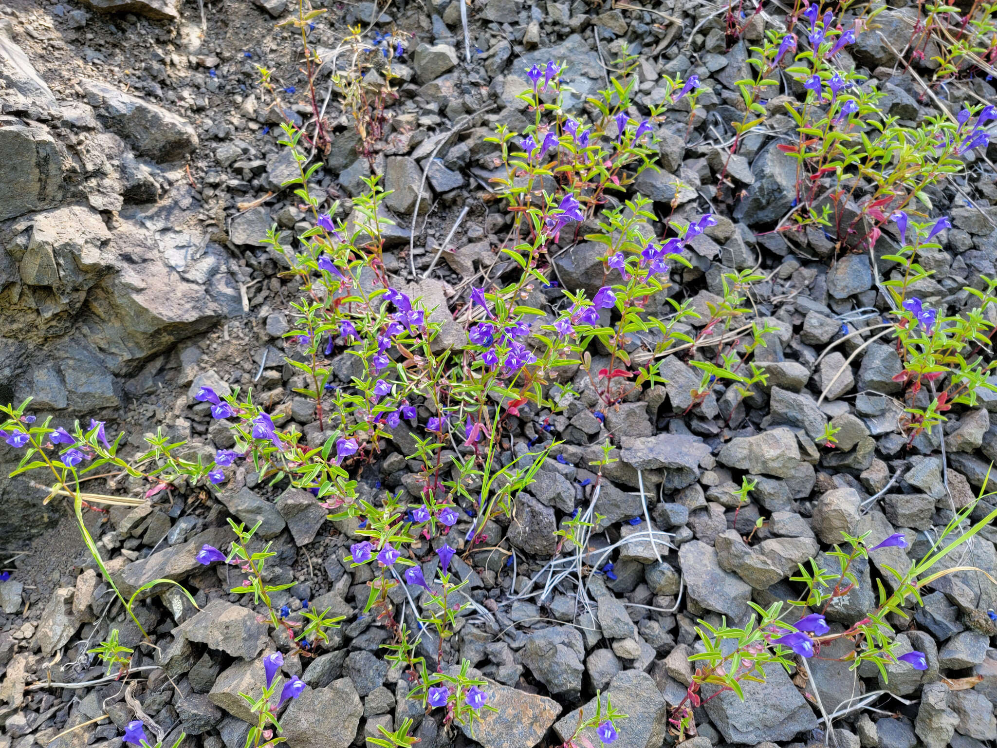 Image of narrowleaf skullcap