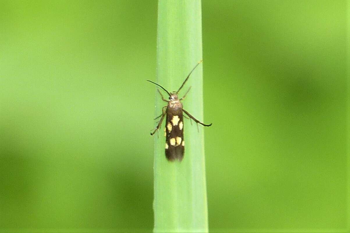 Image of Eretmocera impactella Walker 1864