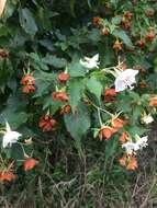 Sivun Dombeya tiliacea (Endl.) Planch. kuva