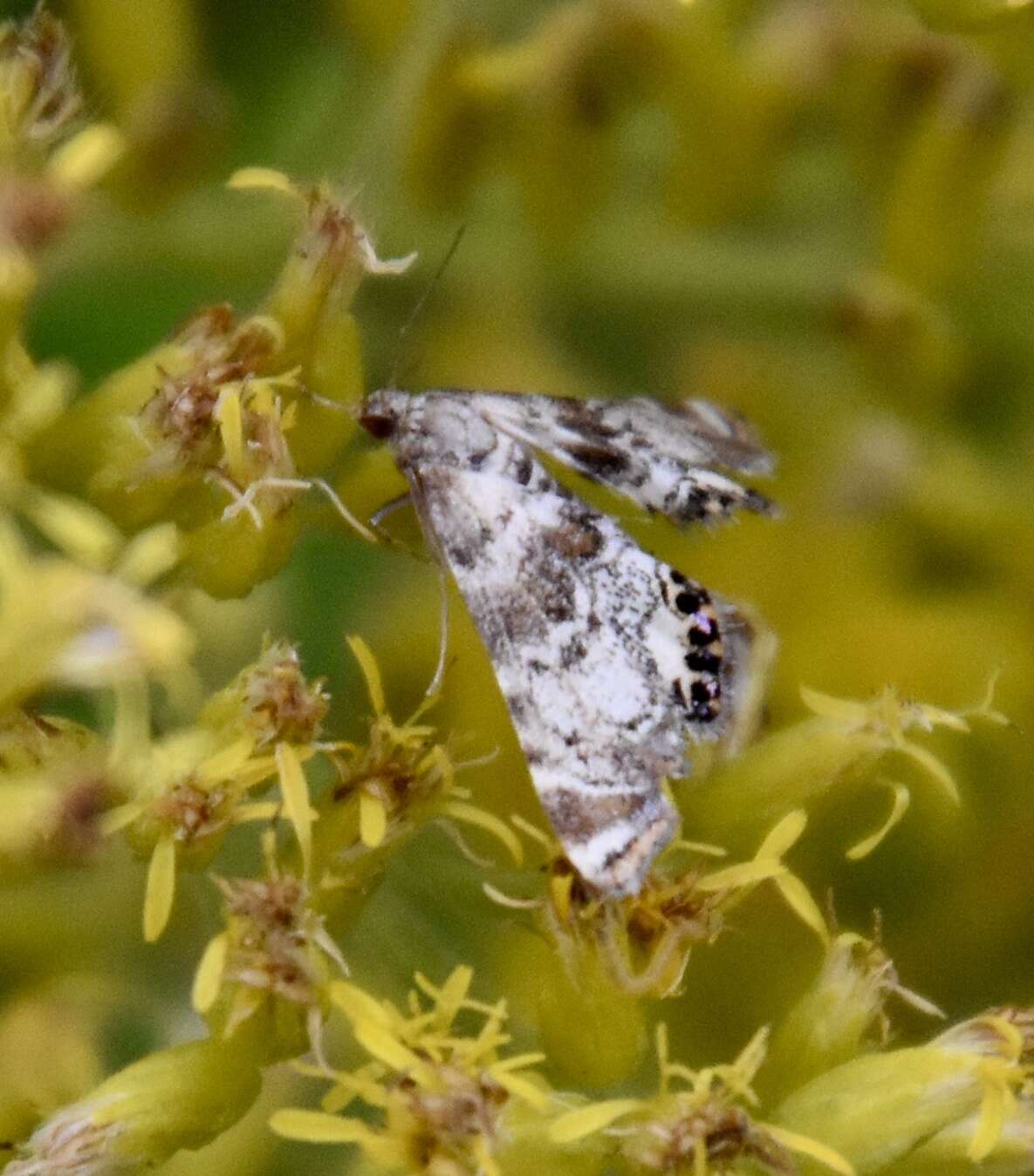 Plancia ëd Petrophila fulicalis Clemens 1860