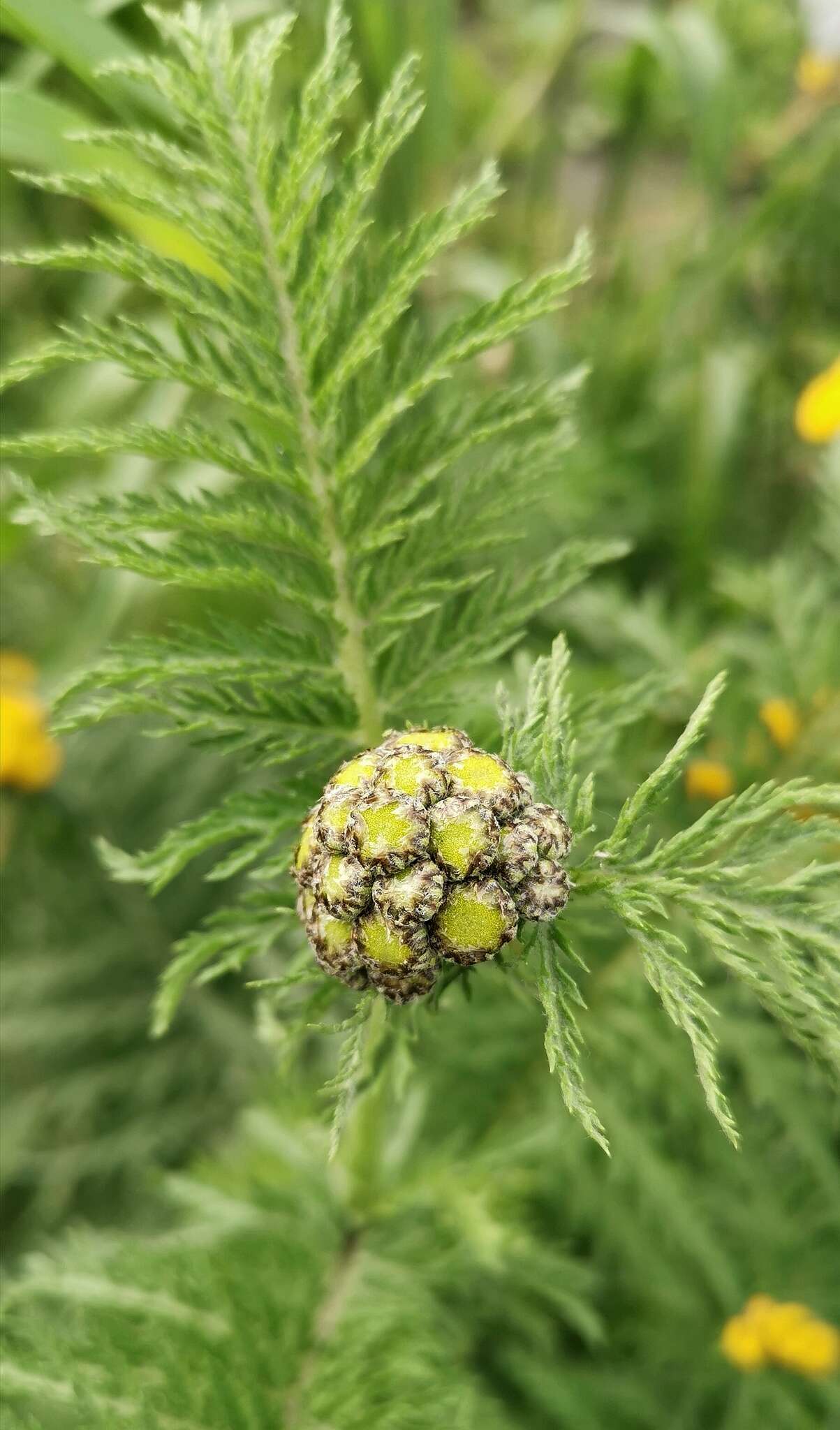 Image of Tanacetum vulgare subsp. boreale (Fisch. ex DC.) A 1975