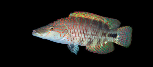 Image of Celebes wrasse